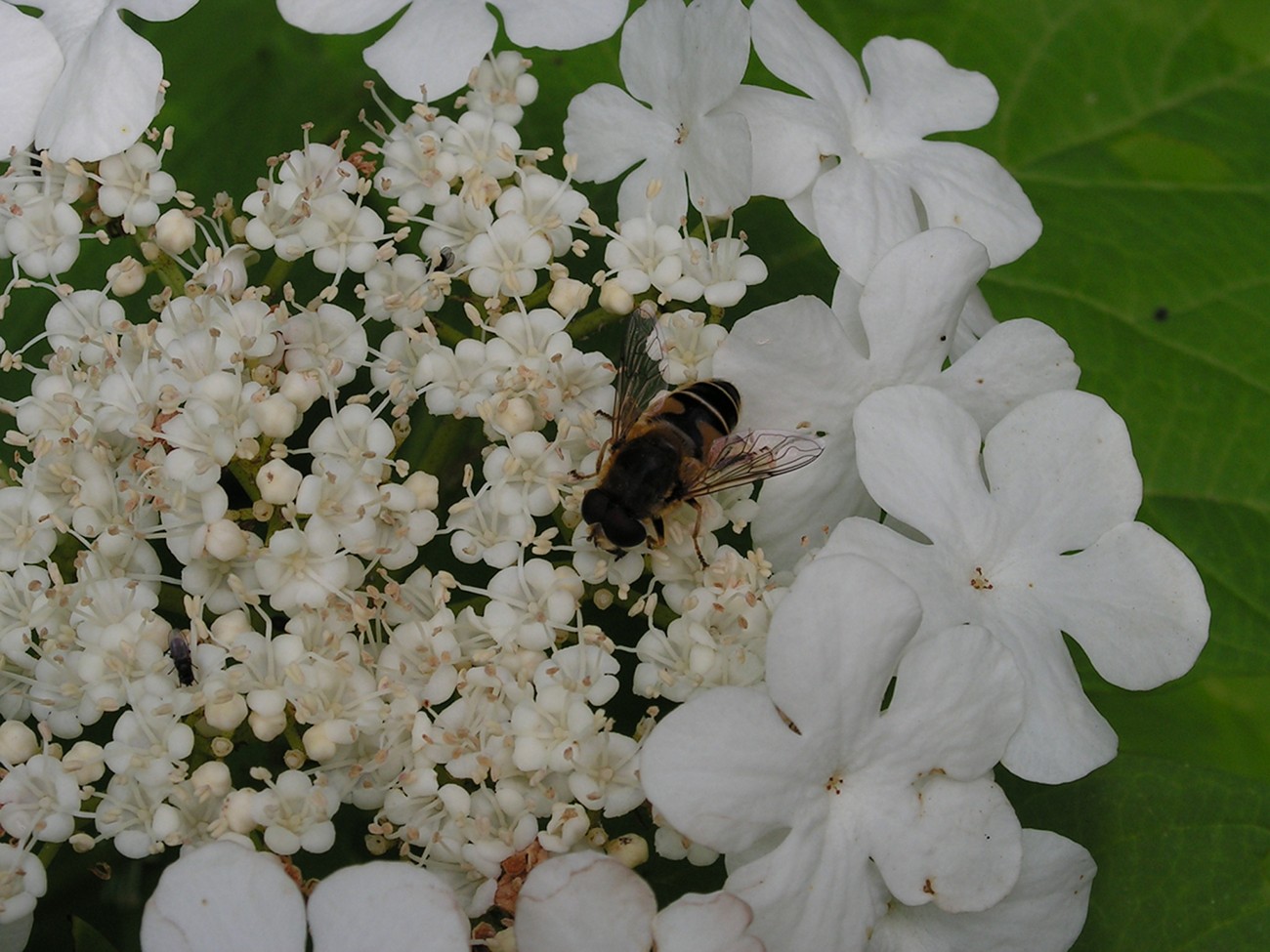 Изображение особи Viburnum sargentii.