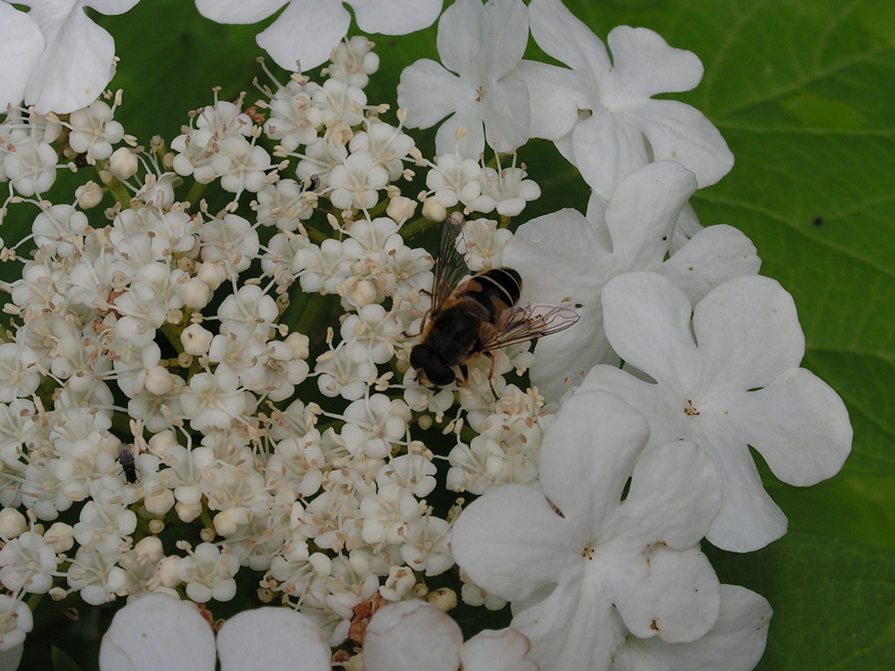 Image of Viburnum sargentii specimen.