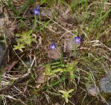 Pinguicula vulgaris. Цветущие растения. Мурманская обл., Кандалакшский р-н, окр. пос. Колвица, заболоченная обочина дороги. 03.07.2010.