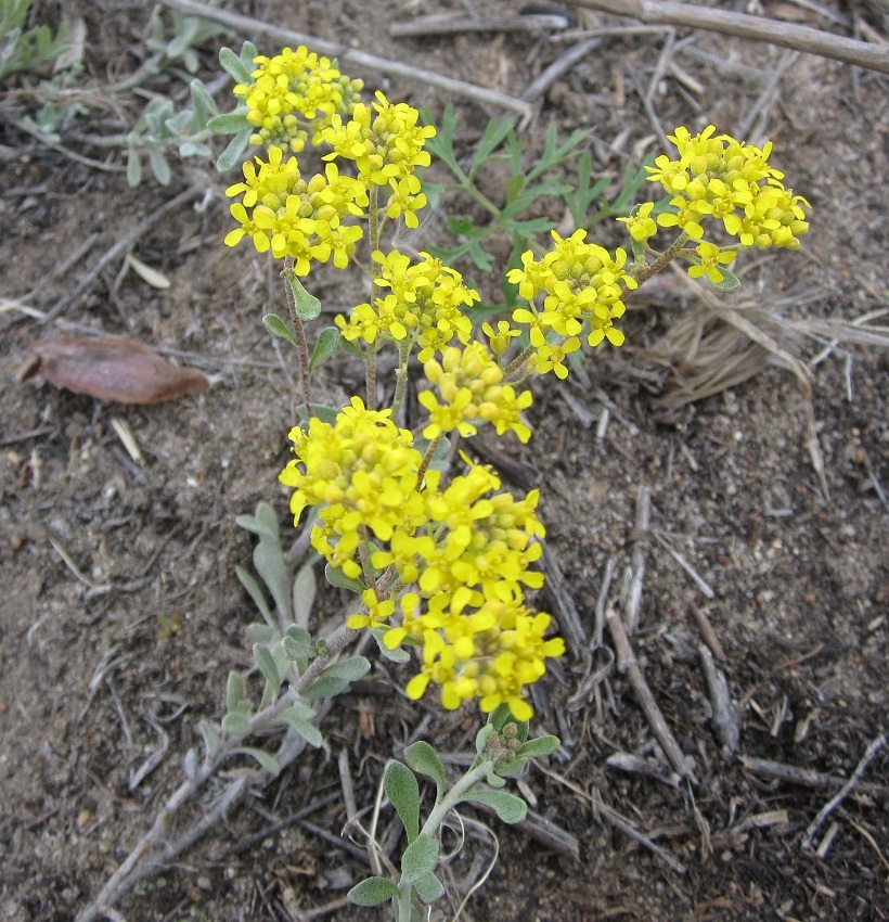 Image of Odontarrhena tortuosa specimen.