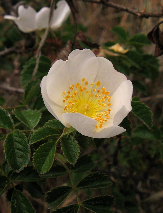 Image of Rosa bordzilowskii specimen.