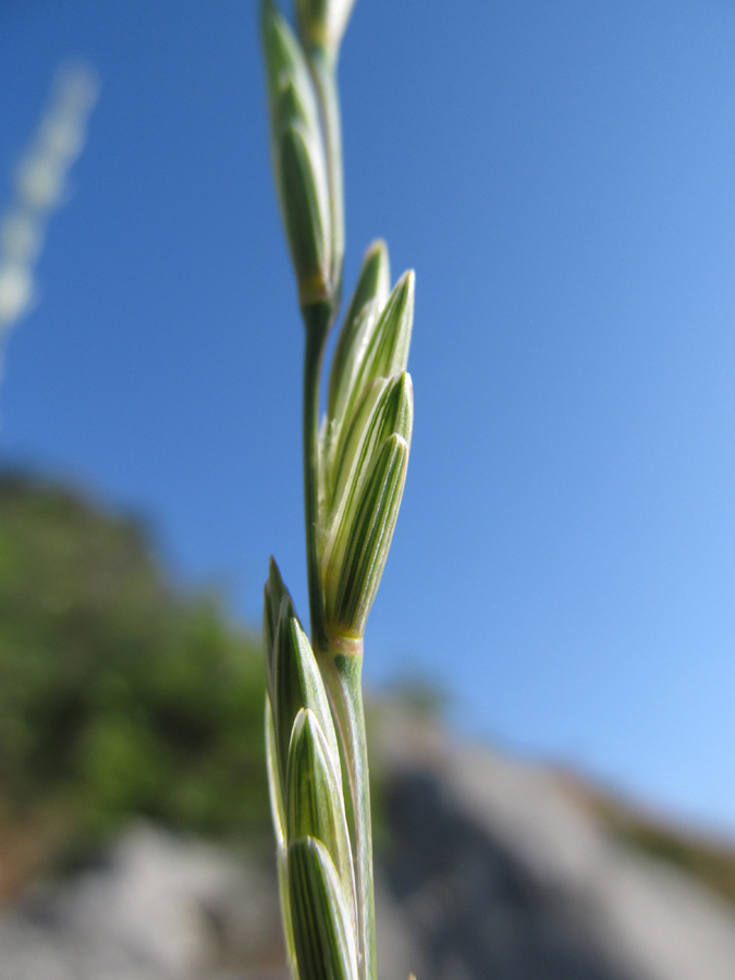 Image of genus Elytrigia specimen.