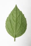 Image of taxon representative. Author is Юрий Семейкин