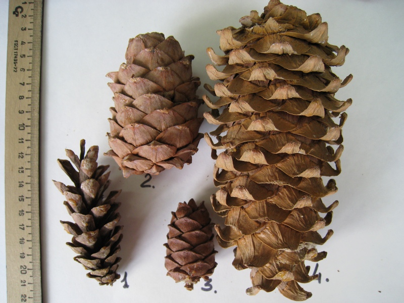 Image of genus Pinus specimen.