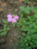 genus Dianthus