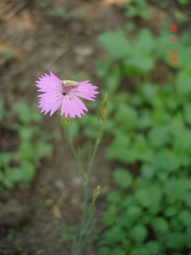 Image of genus Dianthus specimen.