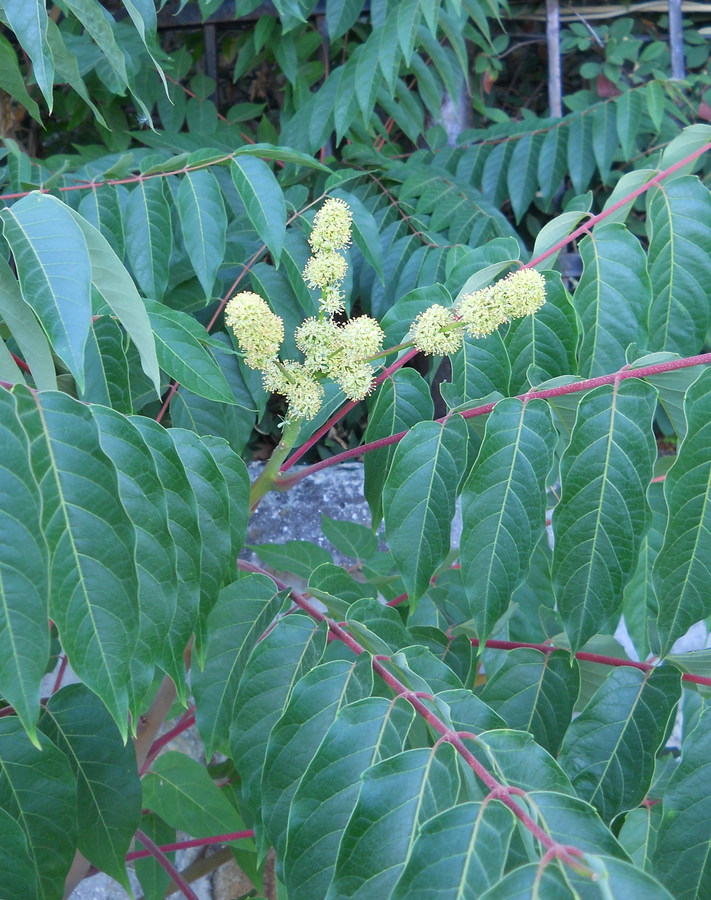 Изображение особи Ailanthus altissima.