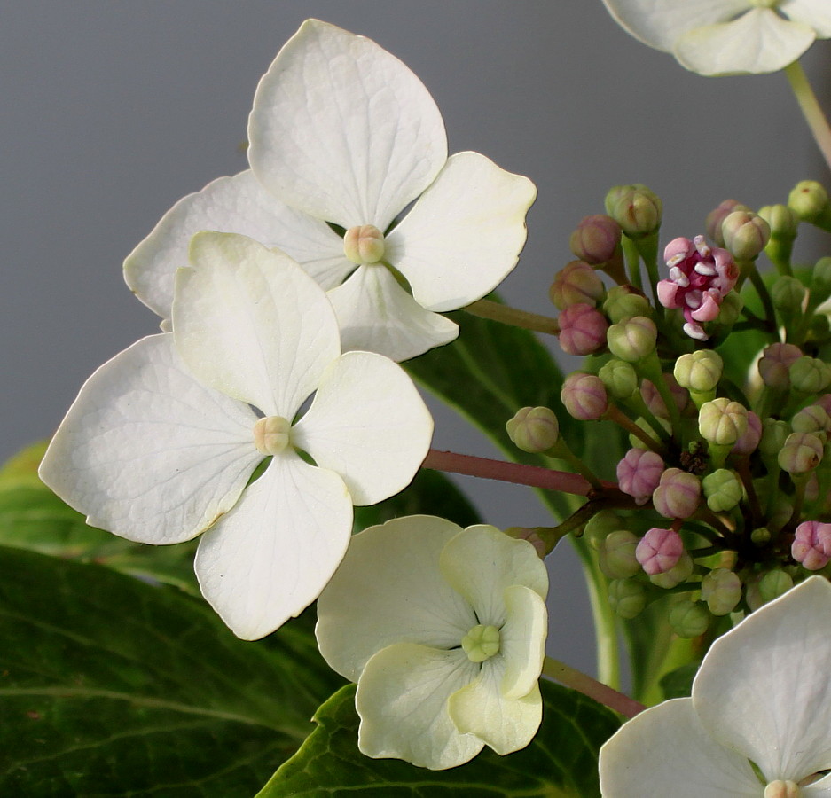 Image of Hydrangea macrophylla specimen.