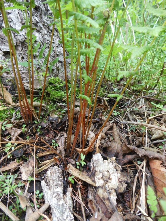 Изображение особи Parathelypteris nipponica.