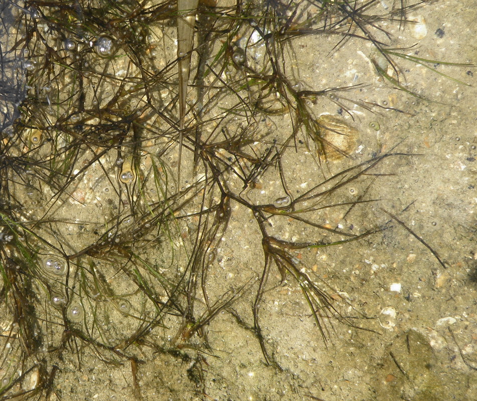 Image of Ruppia maritima specimen.