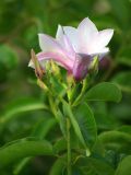 Cryptostegia madagascariensis