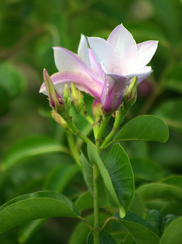 Изображение особи Cryptostegia madagascariensis.