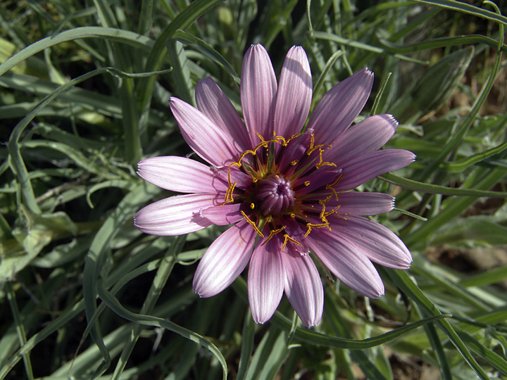 Image of Tragopogon marginifolius specimen.