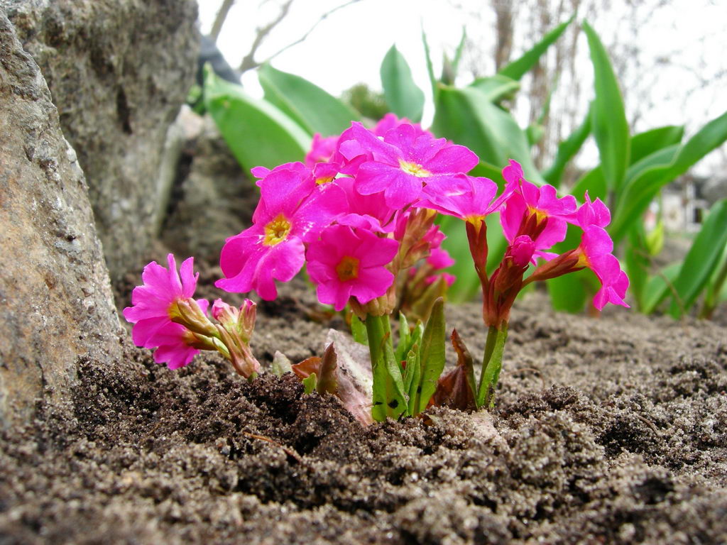 Изображение особи Primula rosea.