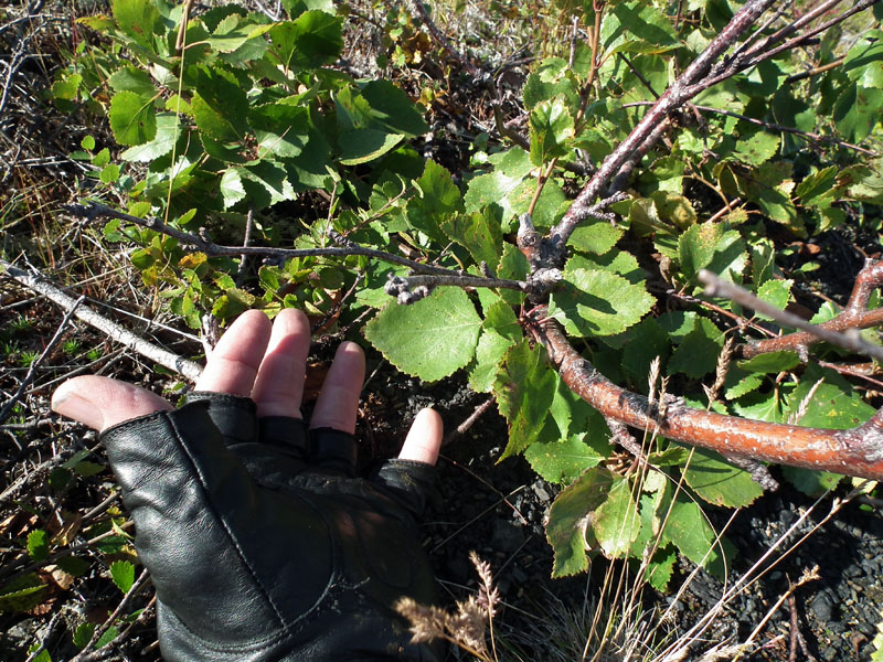 Image of Betula × kusmisscheffii specimen.