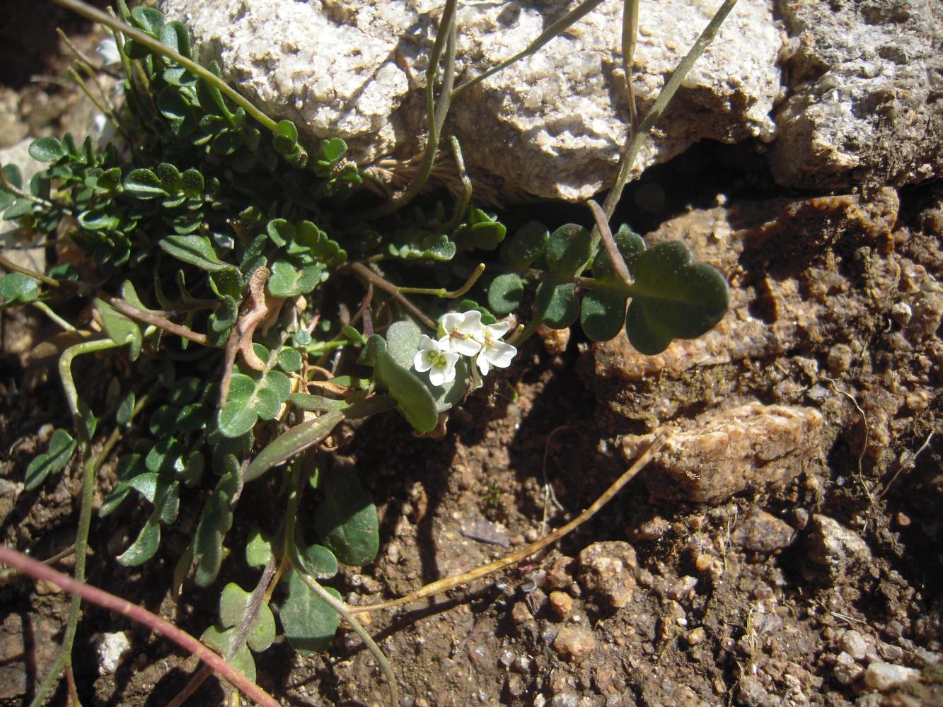 Image of Murbeckiella huetii specimen.