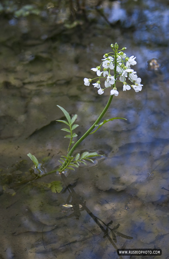 Image of Cardamine tenera specimen.