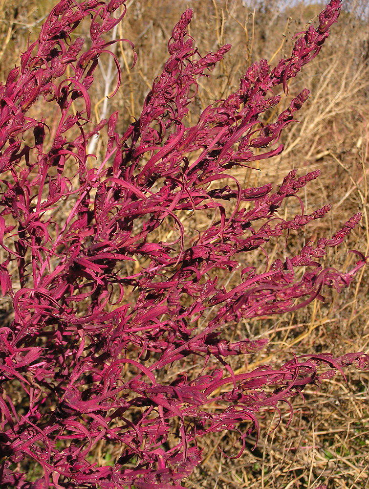 Изображение особи Bassia scoparia f. trichophylla.