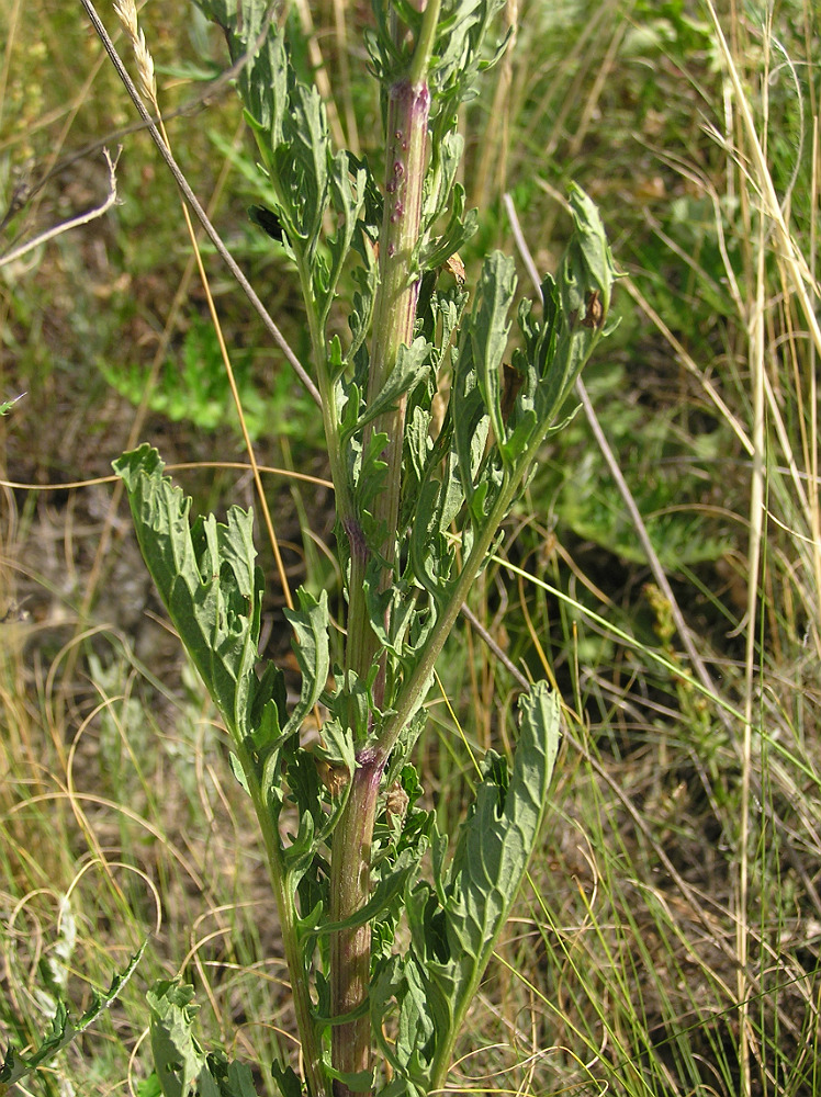 Image of Senecio jacobaea specimen.