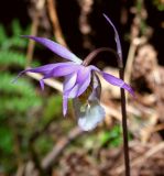 Calypso bulbosa