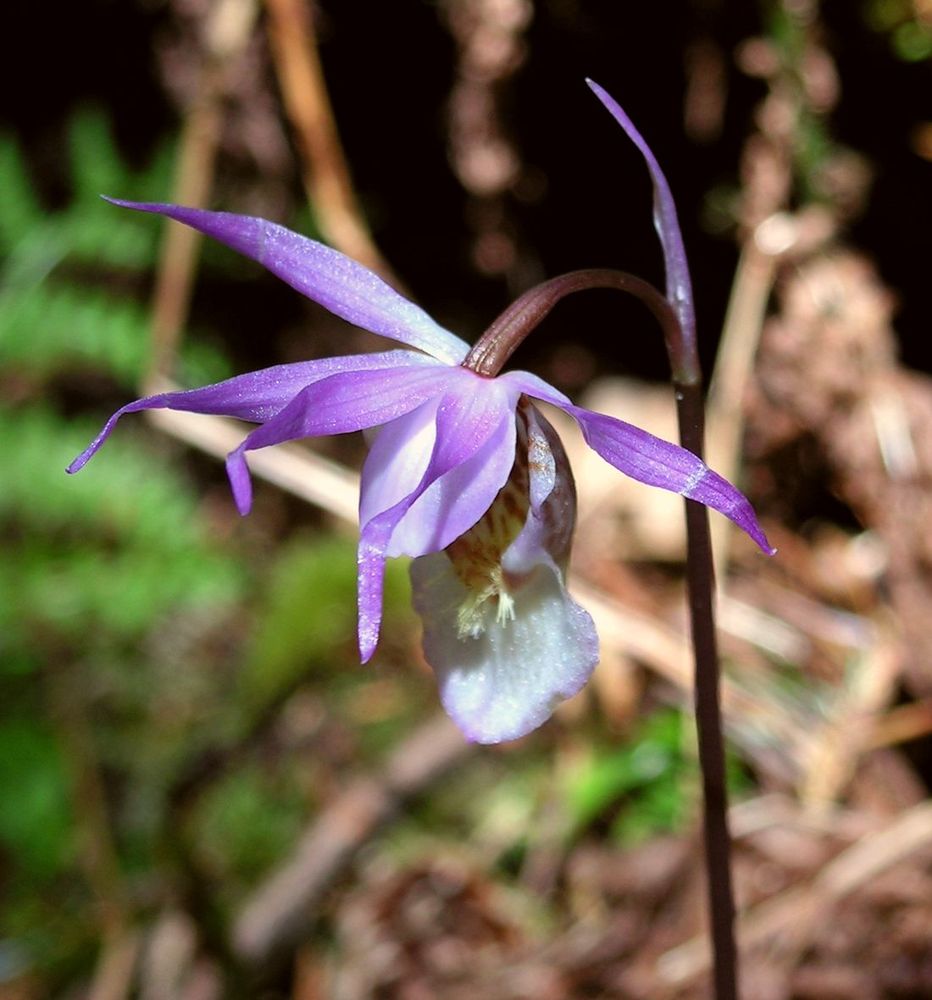 Изображение особи Calypso bulbosa.