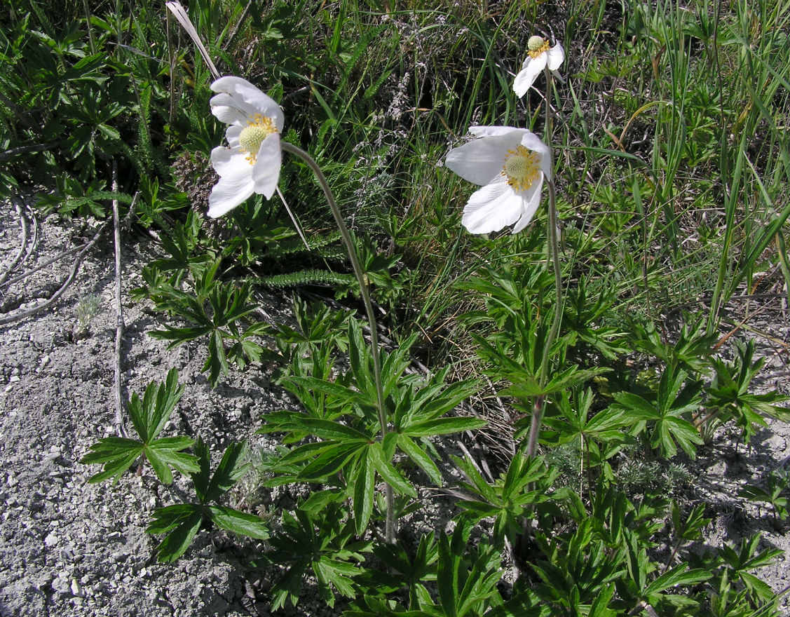 Изображение особи Anemone sylvestris.