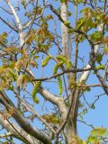 Image of taxon representative. Author is Раду Кибзий