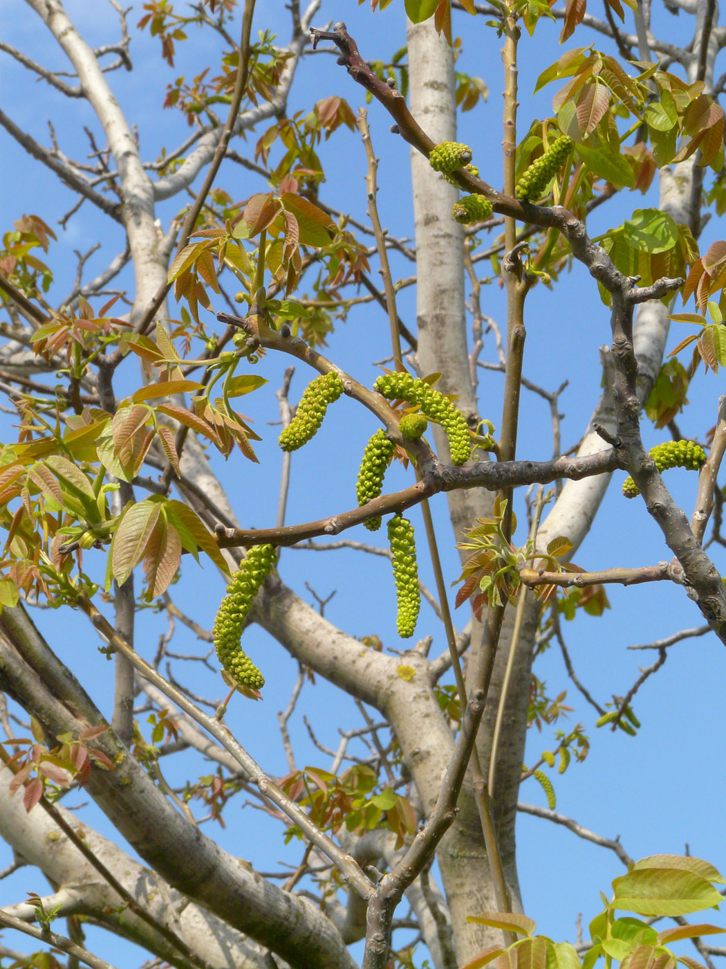 Image of Juglans regia specimen.