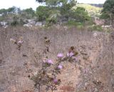 Cirsium phyllocephalum