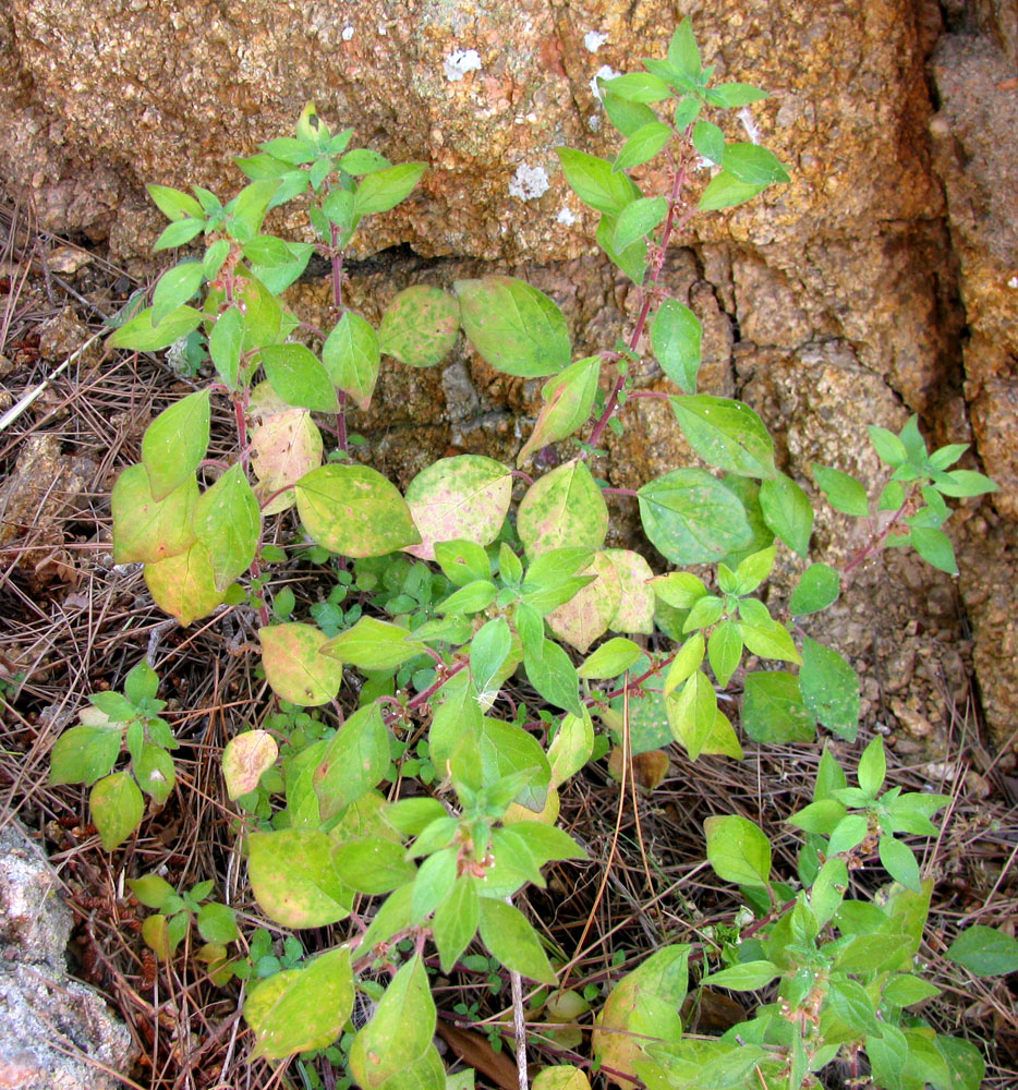 Image of Parietaria judaica specimen.