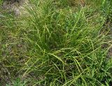 Carex ericetorum