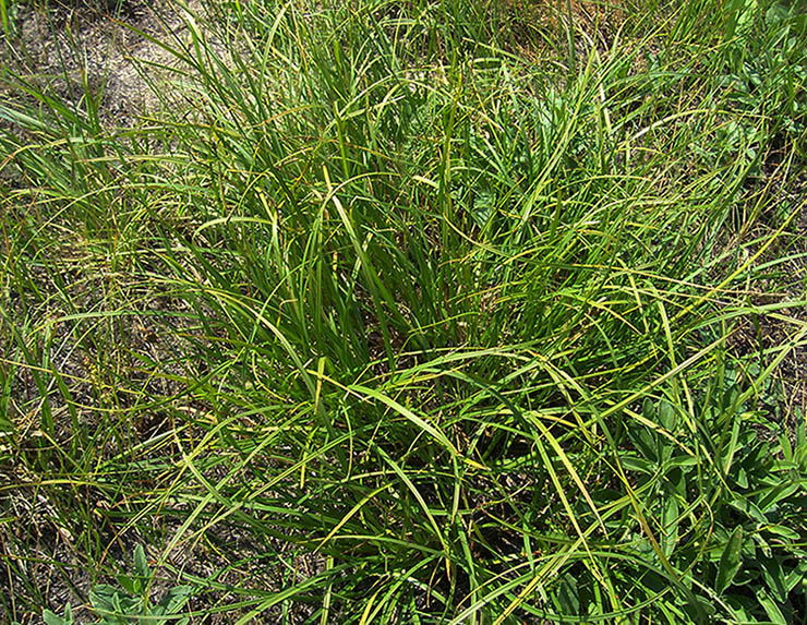 Изображение особи Carex ericetorum.