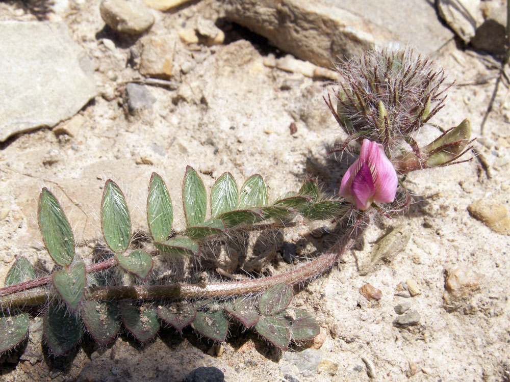 Image of Oxytropis litwinowii specimen.