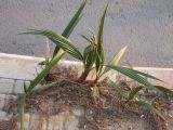 Washingtonia filifera. Молодые растения, проросшие на тротуаре из опавших семян взрослой пальмы. Израиль, г. Беэр-Шева, городское озеленение. 27.12.2012.