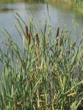 Typha intermedia. Верхняя часть плодоносящих растений. Украина, г. Запорожье, возле пос. Солнечный, берег озерка. 12.07.2011.