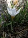 Crocus hyemalis