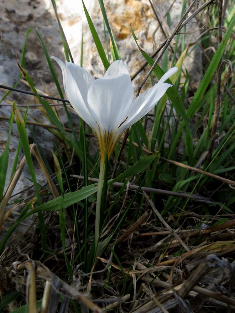 Изображение особи Crocus hyemalis.