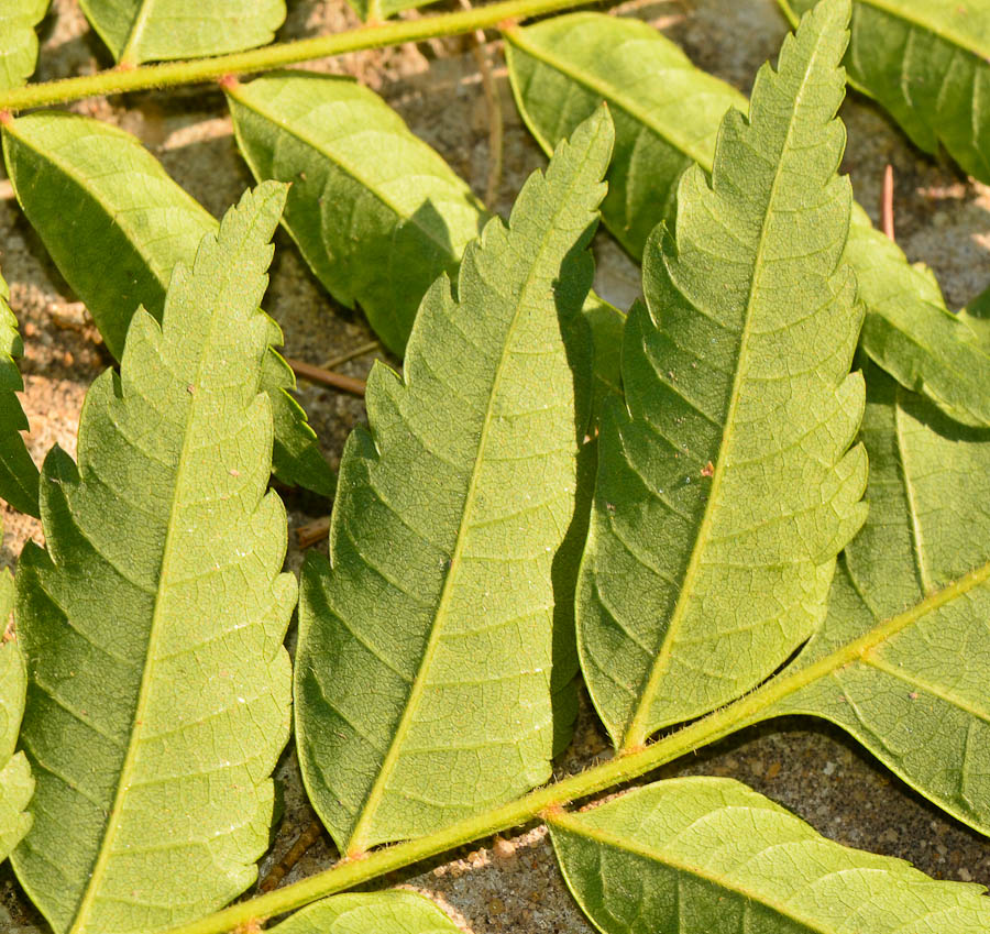 Image of Koelreuteria bipinnata specimen.