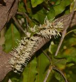 Macadamia tetraphylla