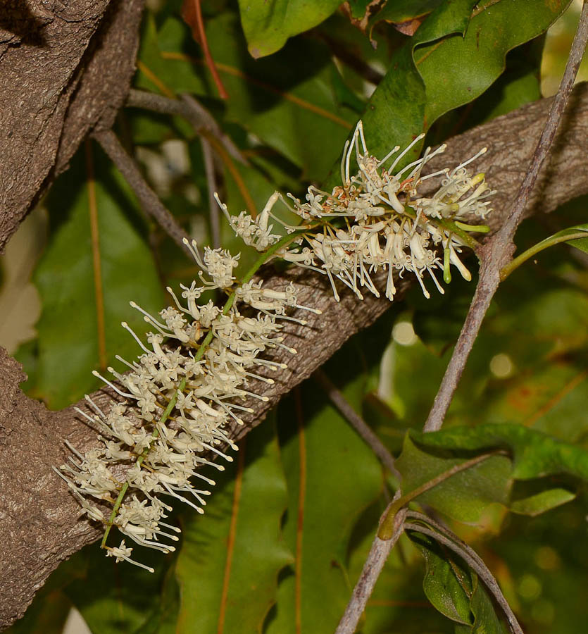 Image of Macadamia tetraphylla specimen.
