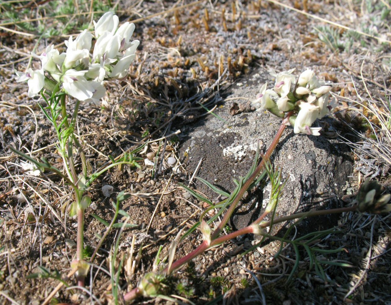 Изображение особи Astragalus chorinensis.