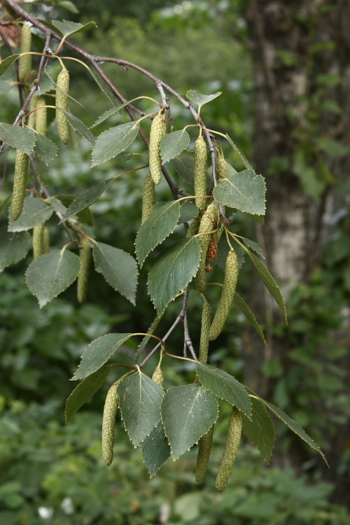 Image of Betula pendula specimen.