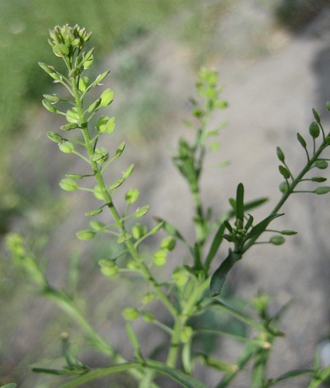 Изображение особи Lepidium ruderale.