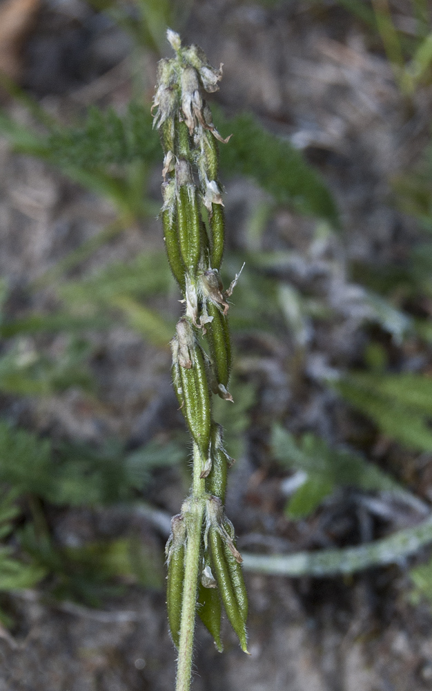 Image of Oxytropis deflexa specimen.