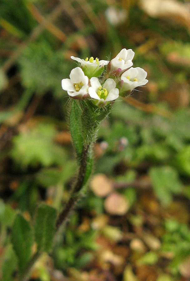 Изображение особи Capsella bursa-pastoris.