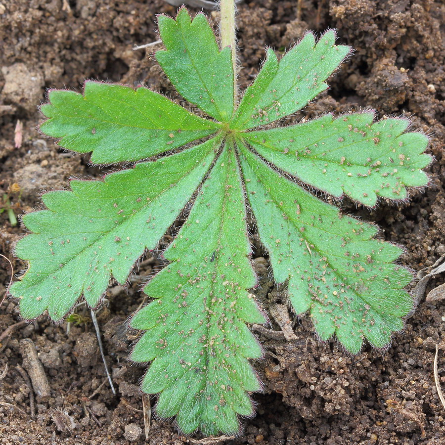 Image of Potentilla humifusa specimen.