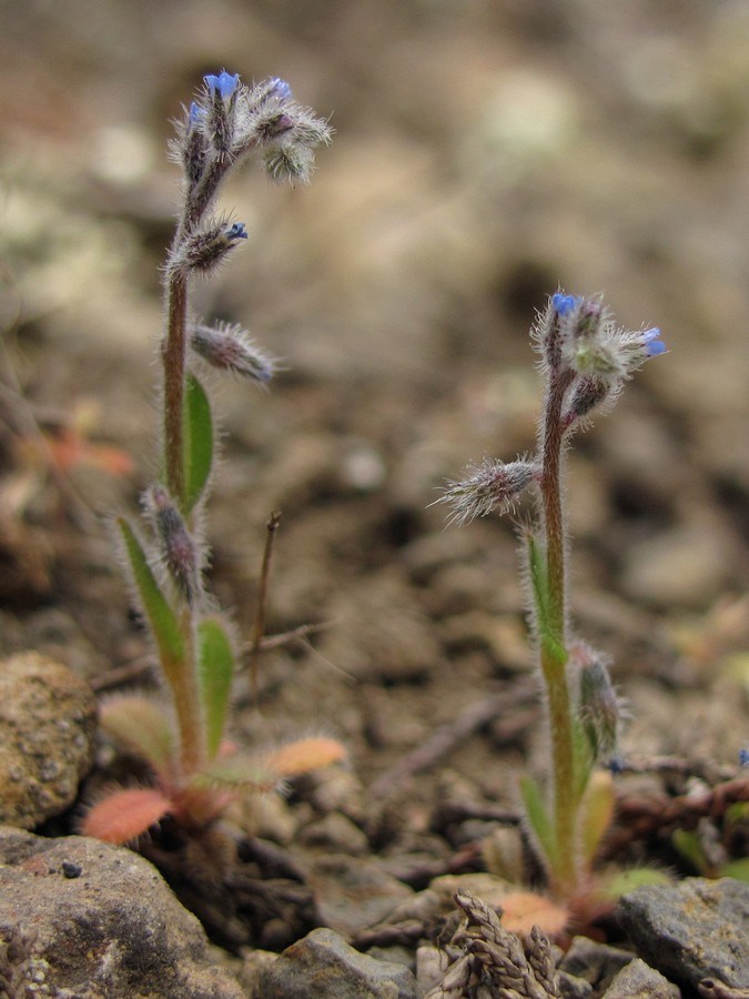 Изображение особи Myosotis refracta.