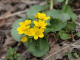 Caltha silvestris