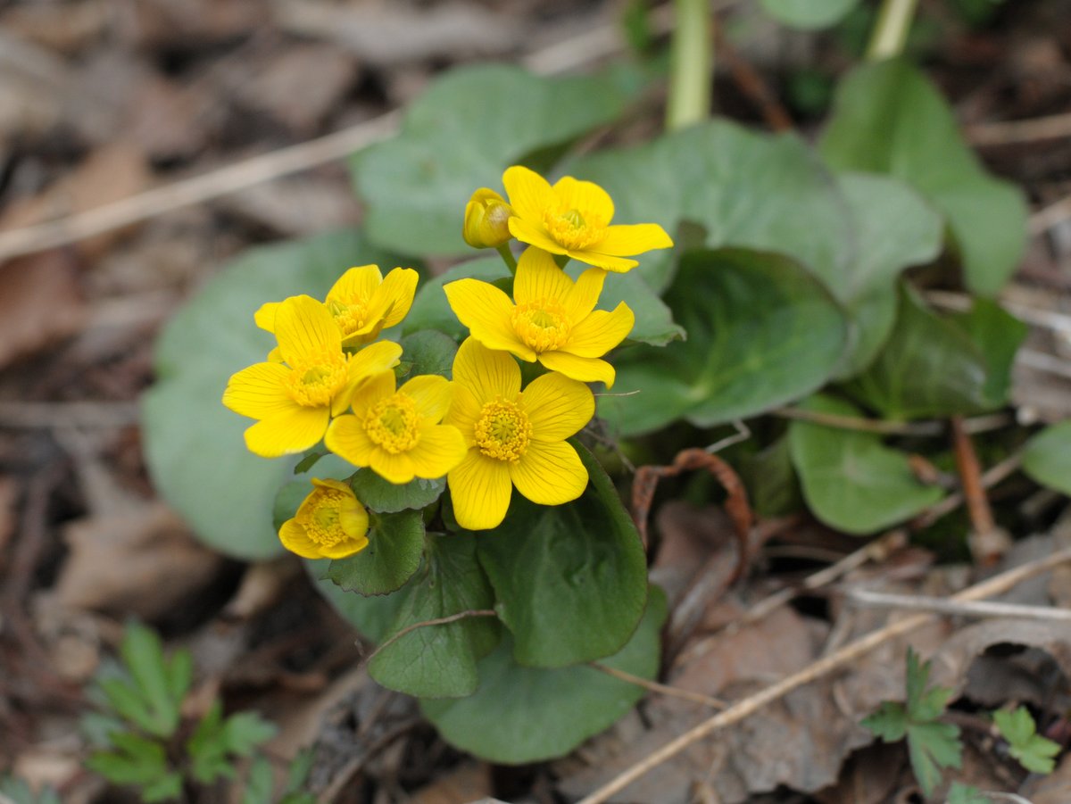 Image of Caltha silvestris specimen.