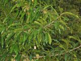 Quercus acutissima